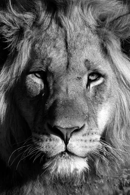 Белый лев (ЮАР). Фотограф Вячеслав Владимирович