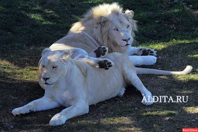 Было ужасное детство в цирке: в Ярославском зоопарке поселился белый лев |  07.09.23 | Яркуб
