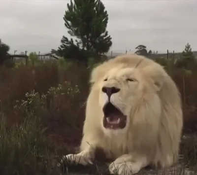 Белый Лев Смотреть — стоковые фотографии и другие картинки Белый лев - Белый  лев, 2015, Transvaal Lion - iStock