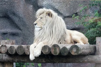 Прайд львов — Парк Белый лев