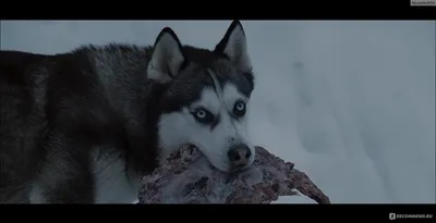 Белый плен (2006, фильм) - «Фильм на реальных событиях о сильных собаках.»  | отзывы