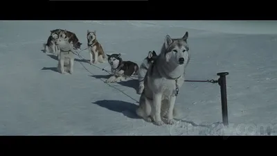 Белый плен (2006, фильм) - «Фильм на реальных событиях о сильных собаках.»  | отзывы