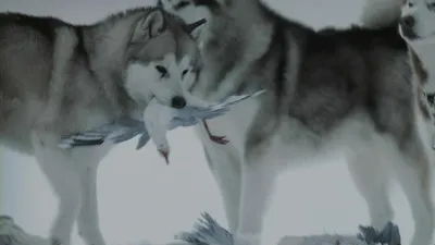 Белый плен (2006, фильм) - «Преданность и предательство. История о том, как  восемь ездовых собак бросили одних в суровых льдах Антарктиды. Осторожно:  понадобятся платочки.» | отзывы