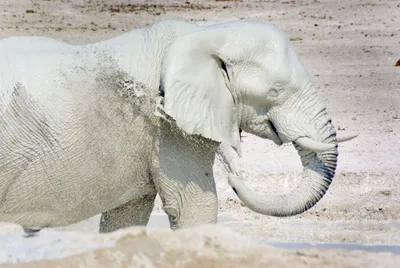 Why Do We Say White Elephant? Origin, Meaning, Useless Gift | HistoryExtra