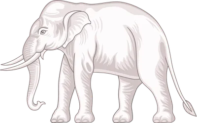 File:Lord White Elephant.jpg - Wikipedia