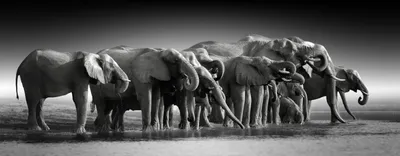 Белый слон индии | Анна Кирикова | Дзен
