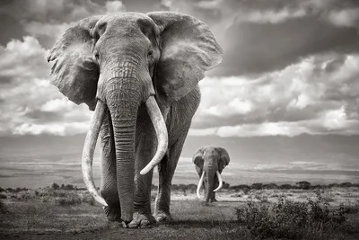 Elephant Photos-Elephant front view isolated on white background