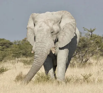 Сущетсвуют ли белые слоны? | Библиотека природы | Дзен