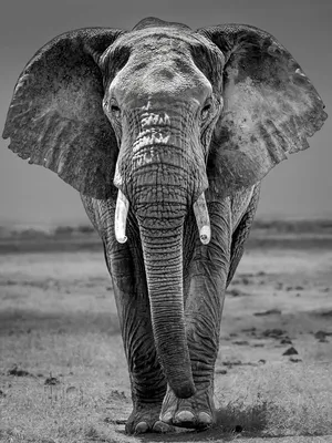White Elephant Stock Photos, Images and Backgrounds for Free Download