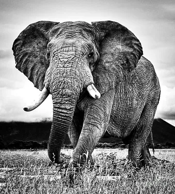 White elephant hi-res stock photography and images - Alamy