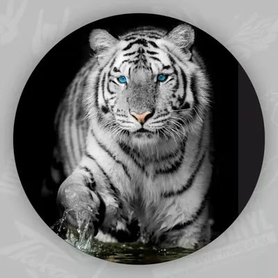 Фотообои виниловые на флизелиновой основе Decocode Белый тигр 31-0006-NB  3х2,8 м - описание, фото и преимущества
