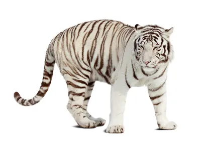 Белый тигр - легенда Индии | Зоография | Дзен