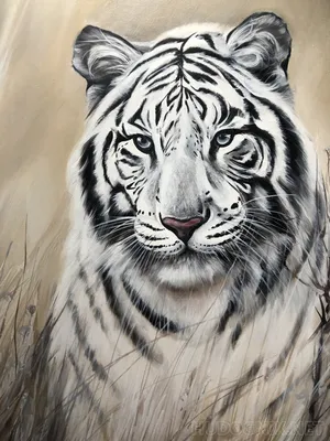 Белый тигр\" Фотообои на стену с тигром. Стеклянные панели. Купить.