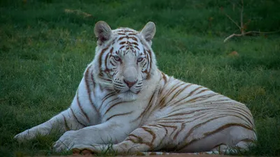 Онлайн пазл «Белый тигр»