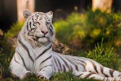 Купить модульную картину - Белые тигры. Природа. Животные. Код: 0121-V [ Животные]