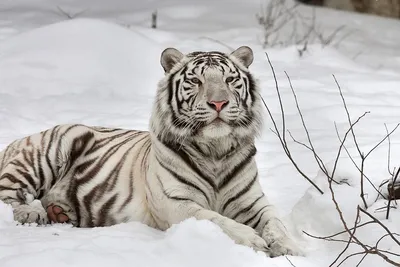 белый тигр :: красивые картинки :: животные / картинки, гифки, прикольные  комиксы, интересные статьи по теме.