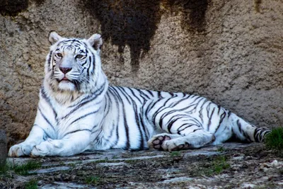 Белые тигры | Пикабу