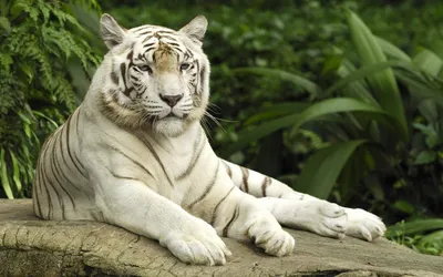 Белый тигр с синдромом Дауна это миф. Рассказываем почему.