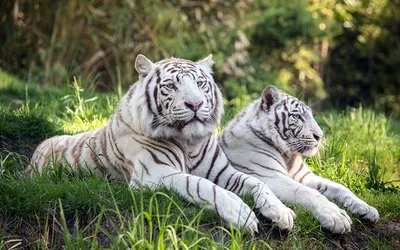 Фигурка \"Белый тигр\" 26 см, серия Животные континентов Н130 - купить с  доставкой по выгодным ценам в интернет-магазине OZON (670492402)