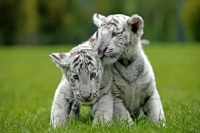 Белый тигр | Животный мир и просторы природы | Дзен