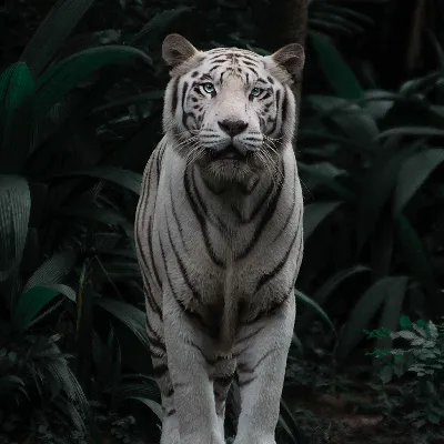 Игрушка Collecta Белый тигр фигурка животного купить по цене 788 ₽ в  интернет-магазине Детский мир