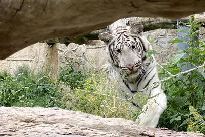 Collecta Фигурка животного Белый тигр