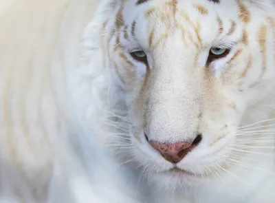 Детское Время\" M4015 Фигурка животного Белый тигр (стоит) купить за 389,00  ₽ в интернет-магазине Леонардо
