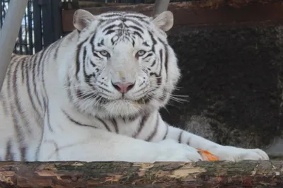 С анимацией Белый тигр 3D модель - Скачать Животные на 3DModels.org