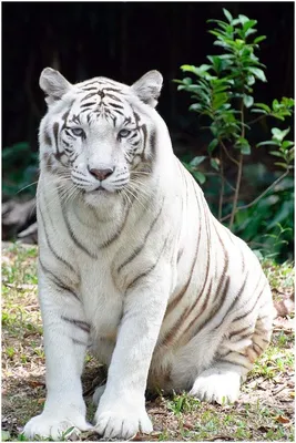 Mojo. Animal Planet. Фигурка Белый Тигр. Дикие животные. Фигурки животных.  Игрушка Тигр. - купить с доставкой по выгодным ценам в интернет-магазине  OZON (147849747)