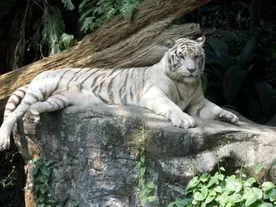 Белый тигр с синими глазами нюхает…» — создано в Шедевруме