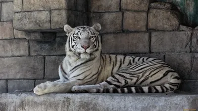 Тотемное животное белый тигр - 68 фото