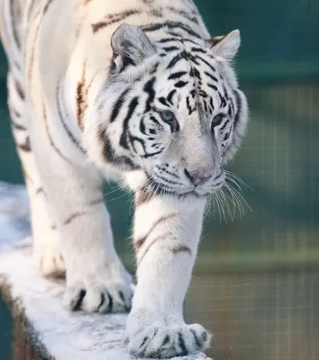 Белые тигры Очень редкие виды животных | Иван Нежутин | Дзен