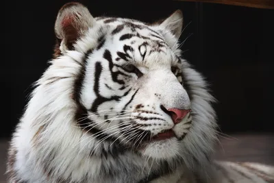 Из харьковского экопарка эвакуировали белого тигра (видео)