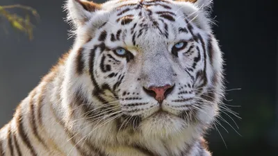 гордый белый тигр (редкий подвид, включен в Красную книгу)
