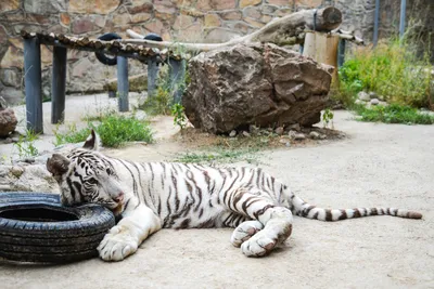 Сопрягая Белые Тигры — стоковые фотографии и другие картинки Коготь  животного - Коготь животного, Тигр, Белый - iStock