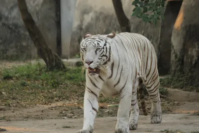 Фотообои для мальчика 254x184 см Животные Черно-белый тигр с голубыми  глазами (153P4)+клей (ID#1245561072), цена: 950 ₴, купить на Prom.ua