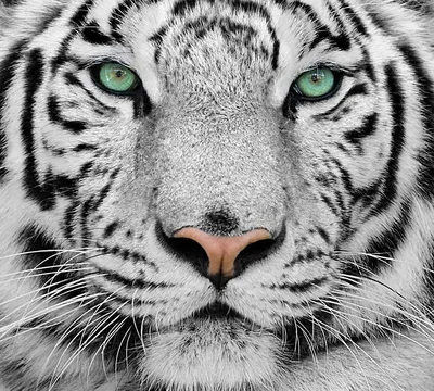 Фотообои C7-077 Белый тигр 300х270