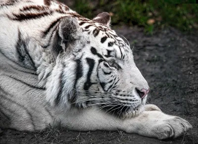 белый бенгальский тигр Amur Tiger Albino Bengal Tiger Albino. белый тигр на  скале. Стоковое Изображение - изображение насчитывающей природа, опасно:  229996747