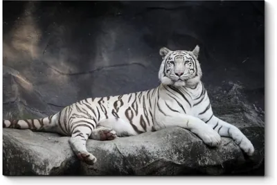 Белый тигр - легенда Индии | Зоография | Дзен
