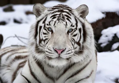 Фотообои на стену Белый тигр на снегу - Кошки - Львы Тигры Леопарды