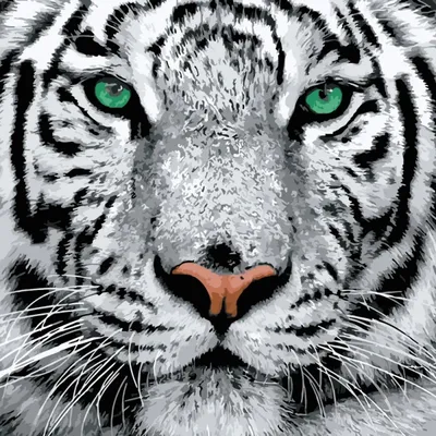 Белый тигр в зоопарке Испании Стоковое Фото - изображение насчитывающей  парк, плен: 106917794