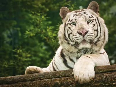 Купить фигурка KONIK Белый тигр AMW2026, цены на Мегамаркет