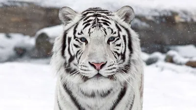 Фотообои Красивый белый тигр на стену. Купить фотообои Красивый белый тигр  в интернет-магазине WallArt