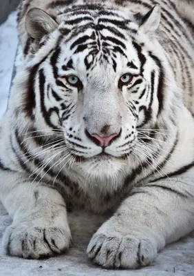 Белый Тигр Фотография, картинки, изображения и сток-фотография без роялти.  Image 13059543