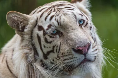 Бенгальские тигры | Пикабу