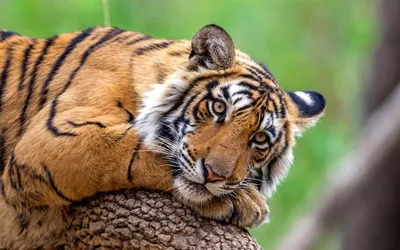 Бенгальский тигр в джунглях Гоа
