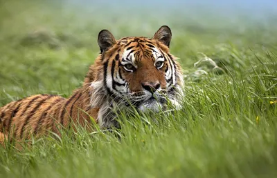 Фотографии редких белых тигров опубликовал новосибирский зоопарк - Вести  Новосибирск