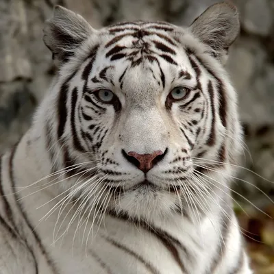 Бенгальский тигр (белая вариация) — Panthera tigris tigris (var. Alba)