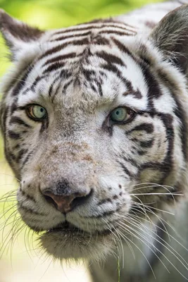Бенгальская тигрица из Новосибирского зоопарка отметила 16-летие | Sobaka.ru