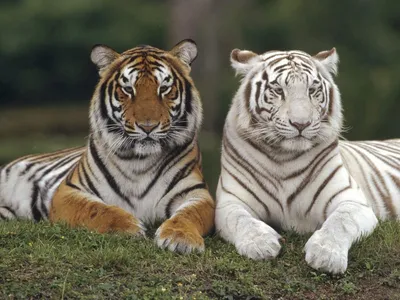 В крымский сафари-парк «Тайган» привезли пять редких бенгальских тигров |  Общество | Аргументы и Факты